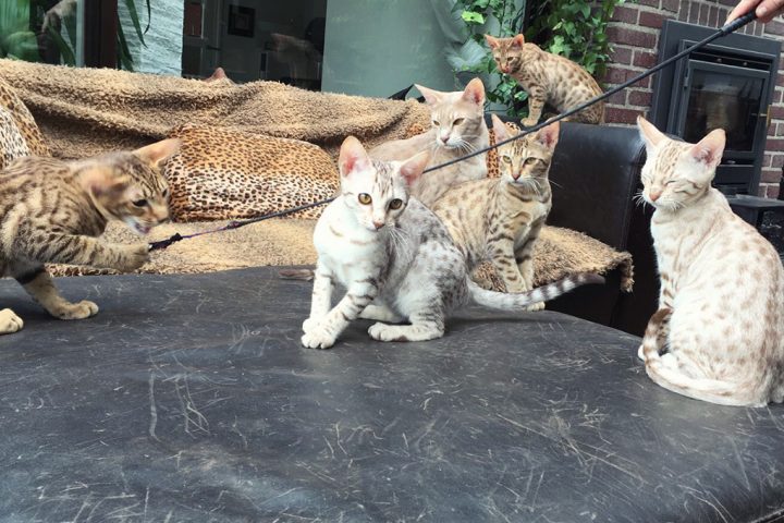 Ocicat kittens, Yuuna en haar broertjes en zusjes