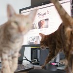 Ocicats Yuuna en Keiko houden bij de computer hun baasje van het werk af