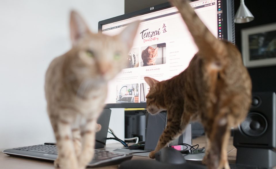 Ocicats Yuuna en Keiko houden bij de computer hun baasje van het werk af