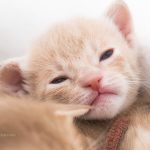Ocicat kitten met oogjes open