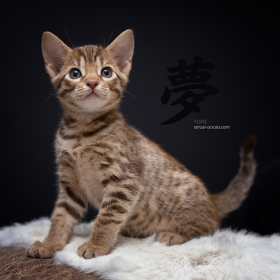 Yume - Ocicat kitten
Litter 2