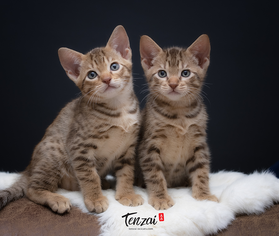 Ocicat kittens Ryō & Ren.