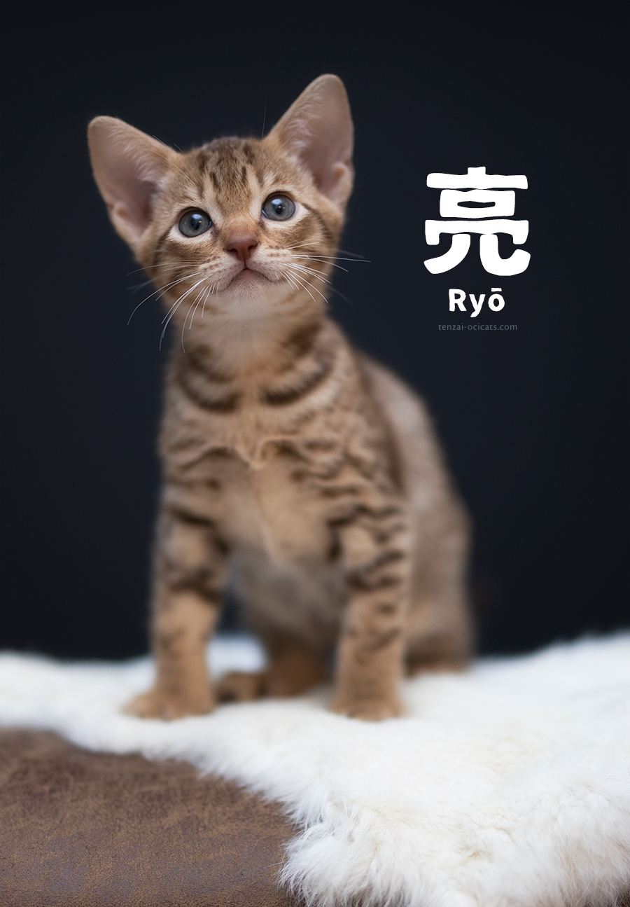 Ocicat kitten Ryō.