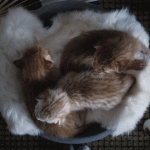Pasgeboren Ocicat kittens