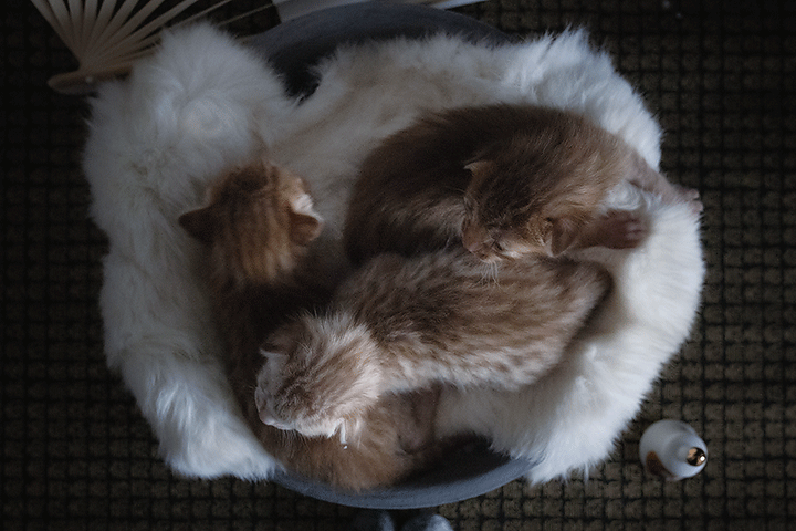 Pasgeboren Ocicat kittens