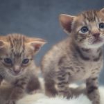 Kittens van yuuna's 3e nestje