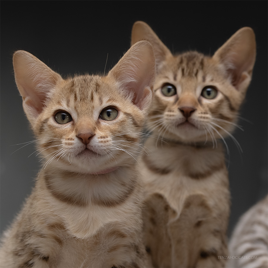 Ocicat kittens Tenzai Happō & Fujimi