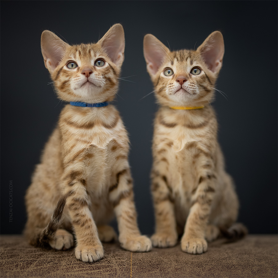 Ocicat kittens Tenzai Shinjō & Ōshū