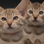Ocicat kittens Tenzai Fujimi & Happō