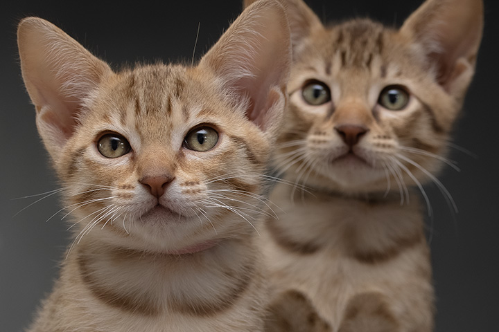 Ocicat kittens Tenzai Fujimi & Happō