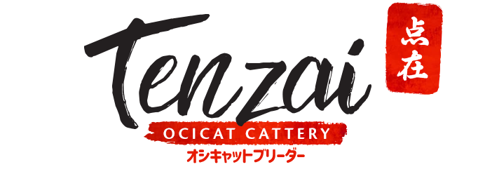 Ocicat Cattery Tenzai – Ocicats / katten / kittens / Blogs & Meer…