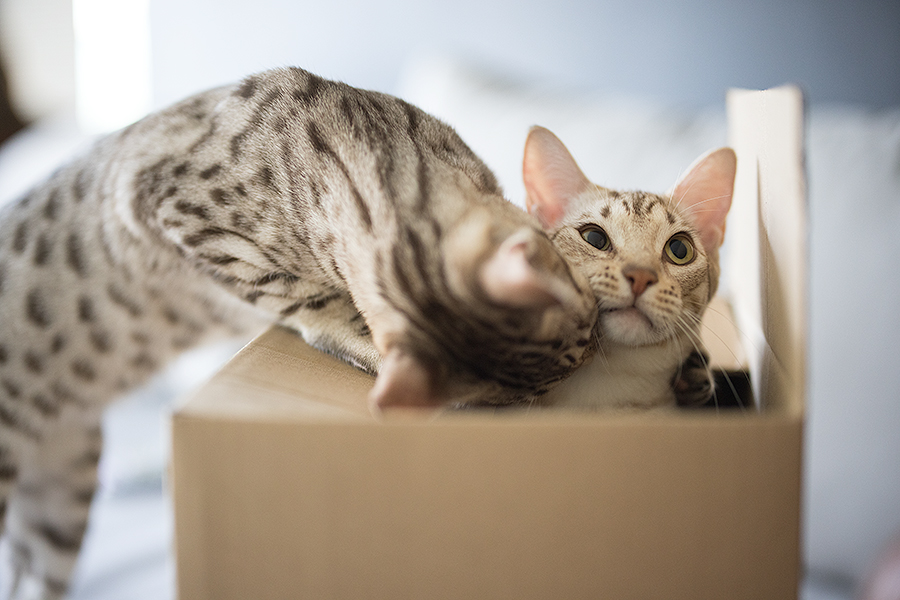 Kittens in een verhuisdoos.