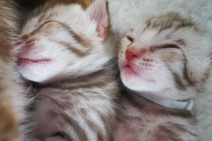 Ocicat kittens