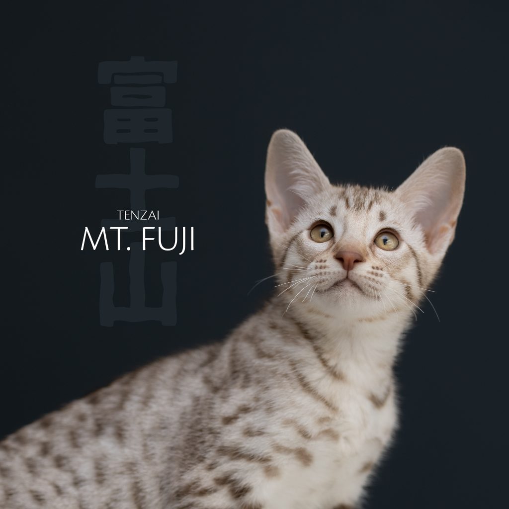 Ocicat kitten - Tenzai Mt. Fuji