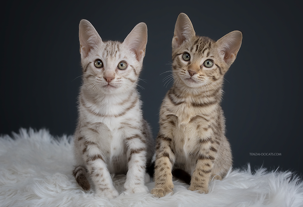 Ocicat kittens Tenzai Nikko & Tenzai Kita