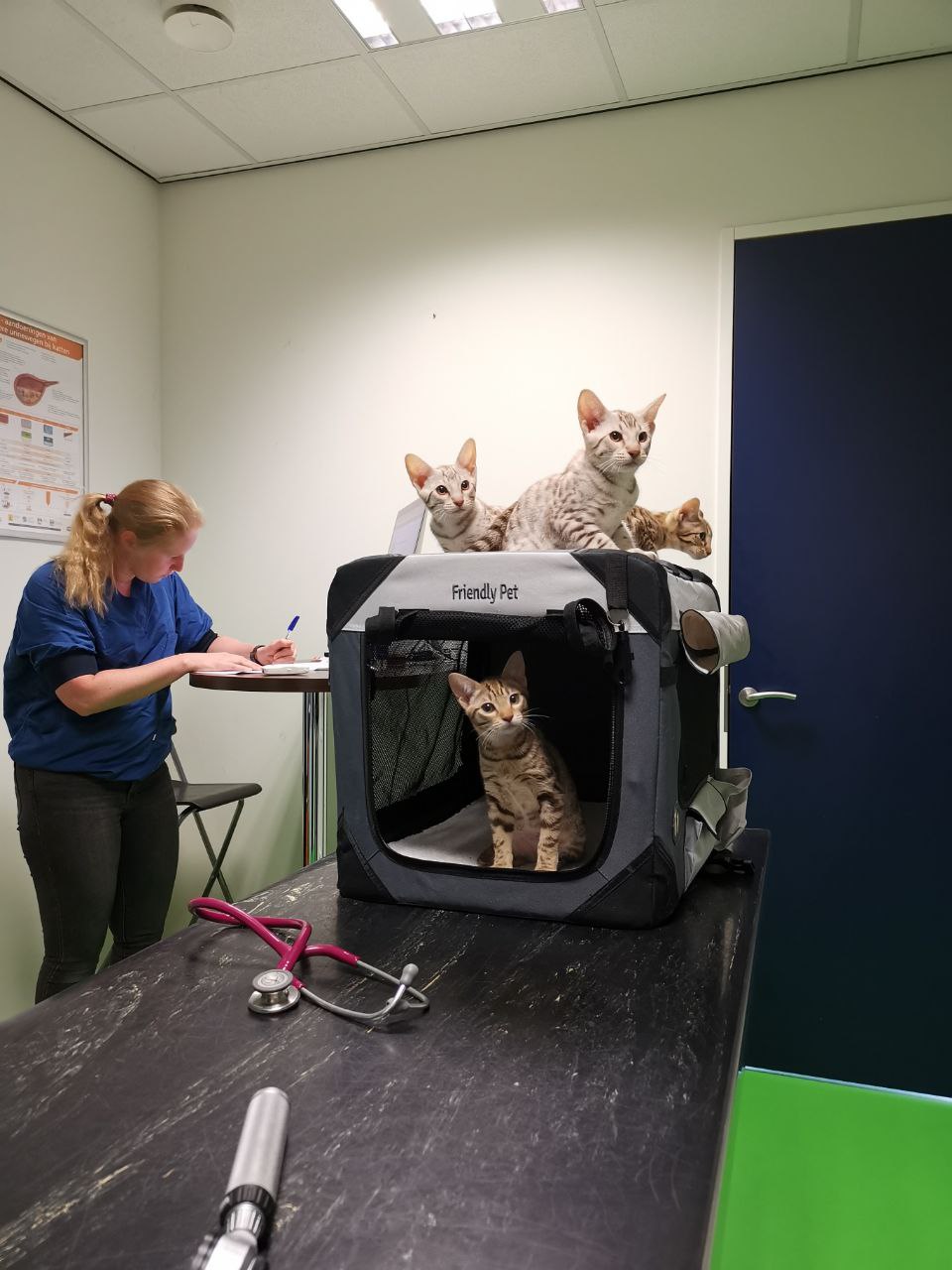 Ocicat kittens bij de dierenarts op controle.
