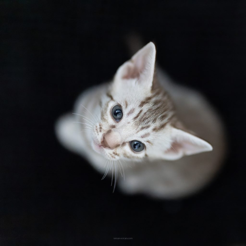 Chocolate-silver ocicat kitten.