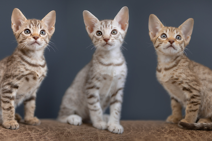 Ocicat kittens