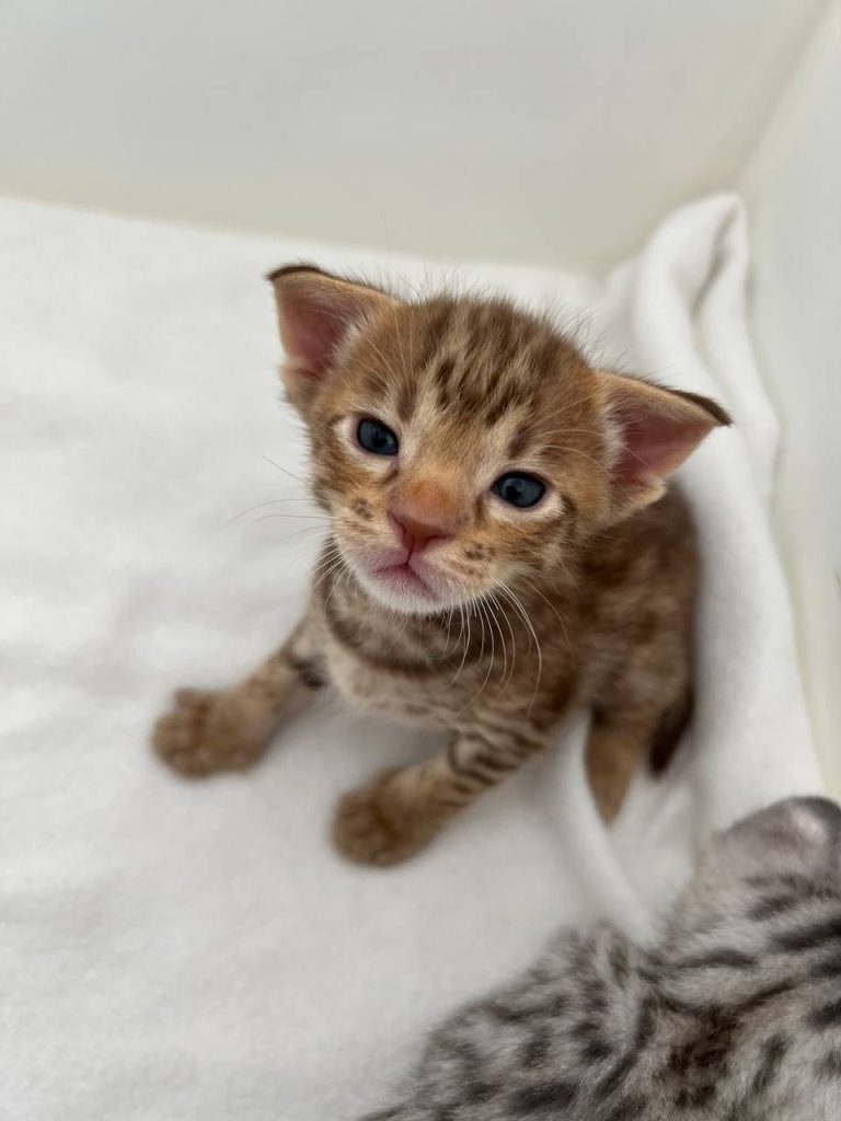 Chocolate Ocicat kitten