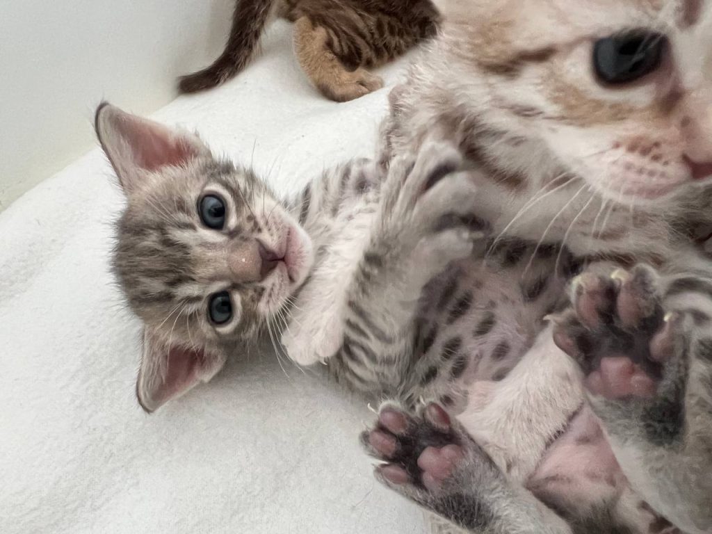 Chocolate Silver Ocicat kitten
