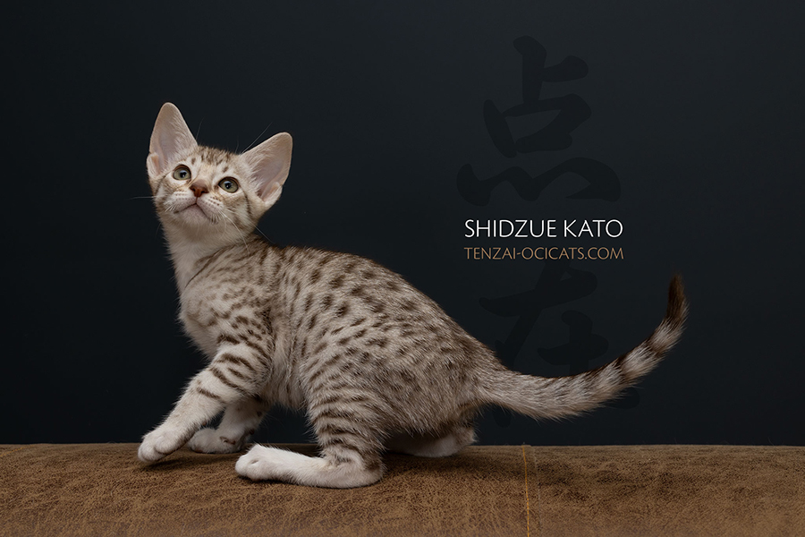 Ocicat kitten Tenzai Shidzue Kato
