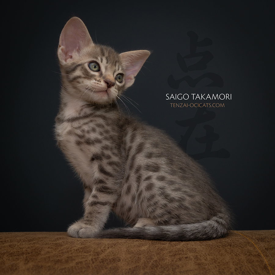 Ocicat kitten Tenzai Saigo Takamori