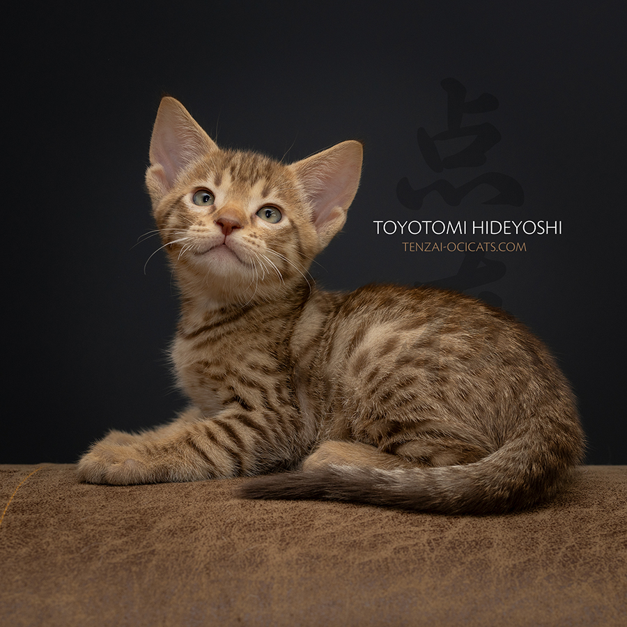 Ocicat kitten Tenzai Toyotomi Hideyoshi