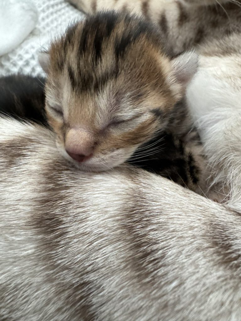 Ocicat kitten