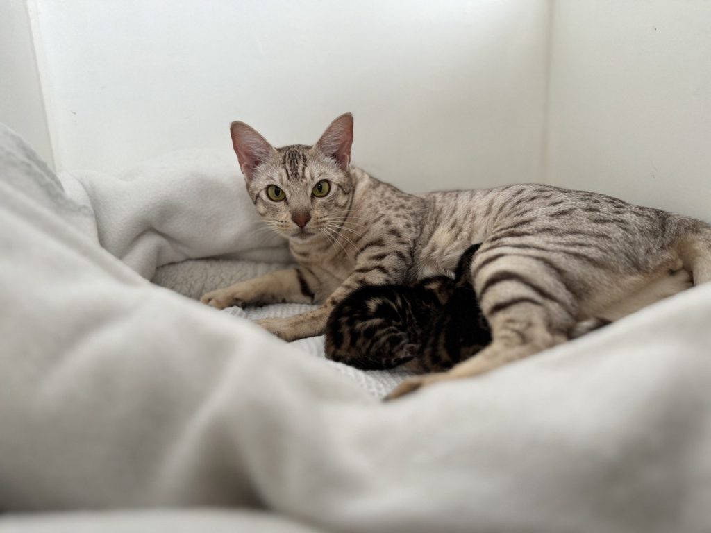 Ocicat kittens