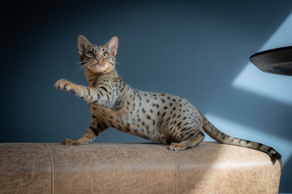 Ocicat kater Aki