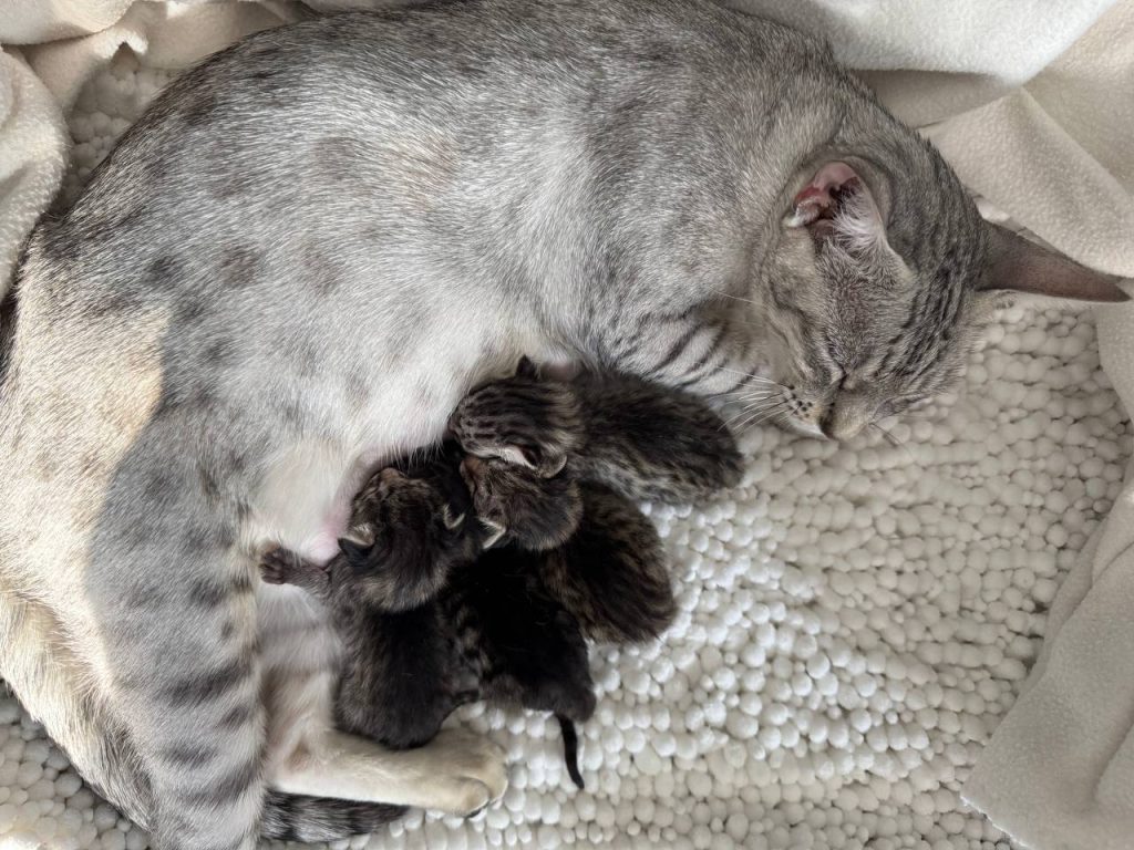 Toshiko & kittens