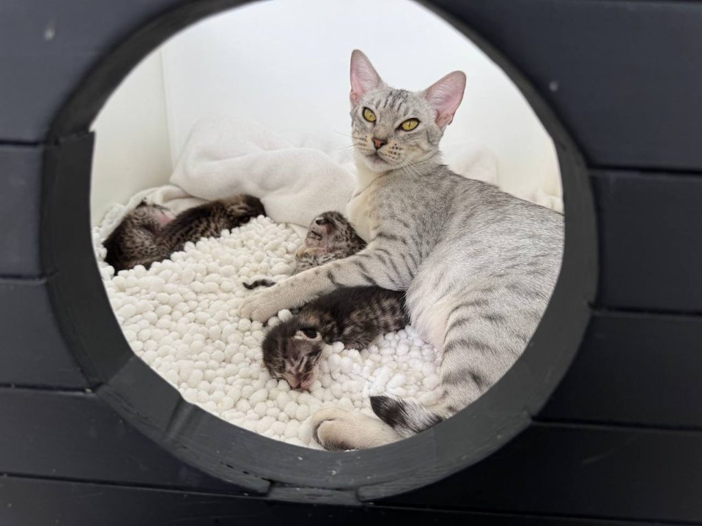 Toshiko & kittens