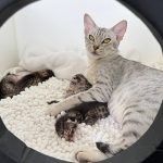 Toshiko & kittens