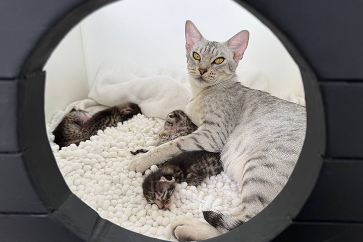 Toshiko & kittens