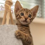 Black Spotted Ocicat Kitten.