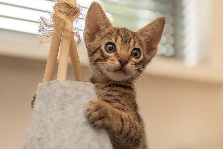 Black Spotted Ocicat Kitten.