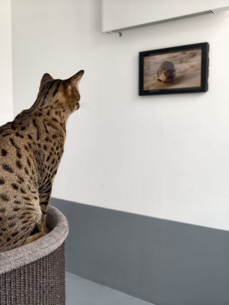 Aki met zijn Cat TV.