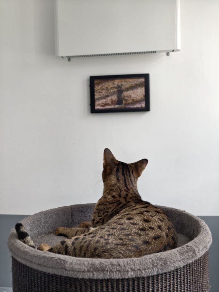 Aki met zijn Cat TV.