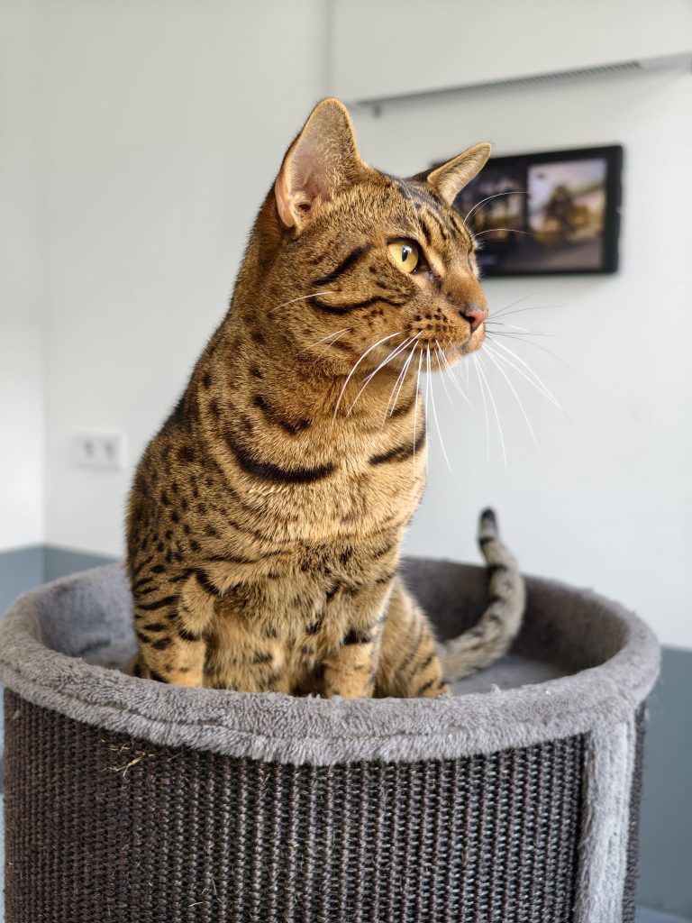 Aki met zijn Cat TV.