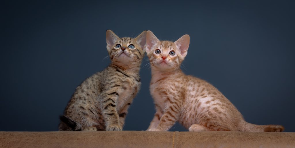 Een Cinnamon en Black Ocicat kitten.