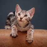 Classic Ocicat kitten